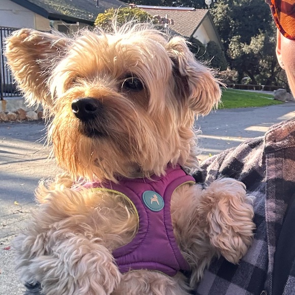 Meet your Posher, Indigo - Picture 1 of 1